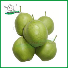 new crop su pear/pear/fresh early-mature su pear